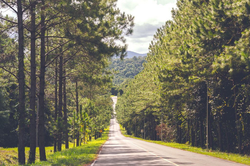 Long road or long street, roadside full over forest on mountain of daytime. It beautiful nature for travel and tour