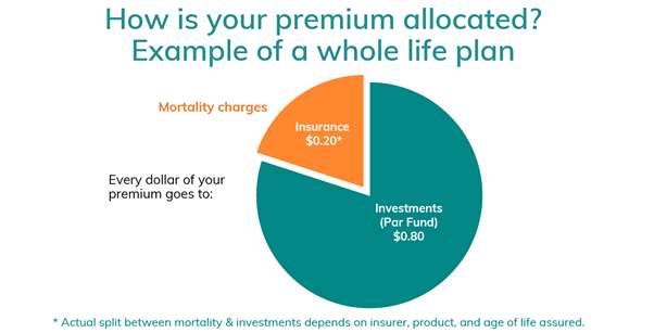 How is your premium allocated for participating policies